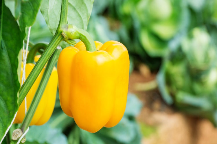 SAFLAX Anzucht Set - BIO - Paprika - Golden California Wonder - Capsicum annuum - 20 Samen - Mit Mini-Gewächshaus, Anzuchtsubstrat und 2 Töpfen