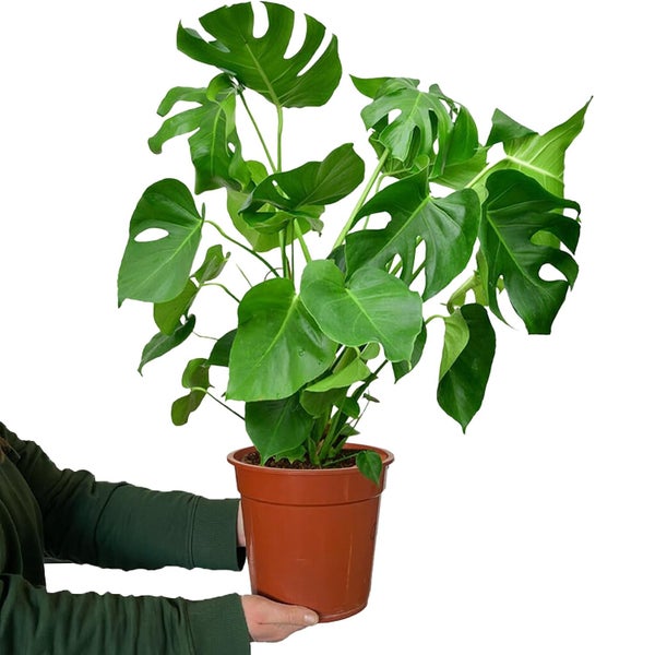 Monstera Deliciosa Fensterblatt, pflegeleichte luftreinigende Zimmerpflanze, Höhe 70–80 cm, Topf 19–21 cm