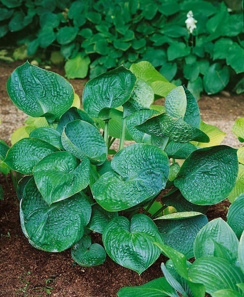 Funkiensorte mit großen, herzförmigen Blättern im Garten