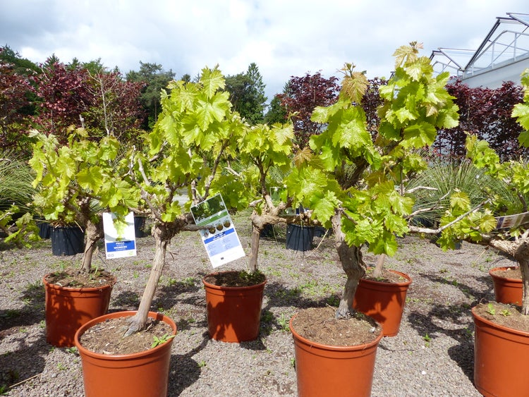 Mehrere Weinreben in Töpfen, ordentlich auf Kies in einem hellen Außenbereich eines Gartencenters angeordnet.