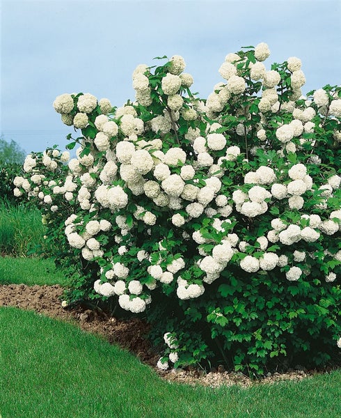 Viburnum opulus 'Roseum', Schneeball, weiß-rosa Blüten, 30–40 cm