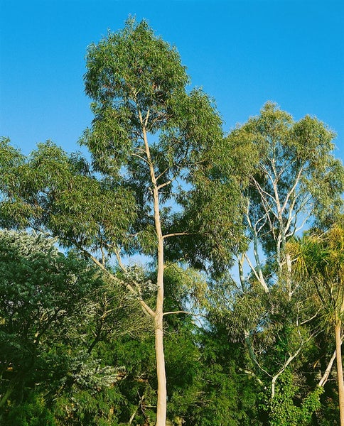 Eukalyptusbaum mit grünen Blättern im Garten