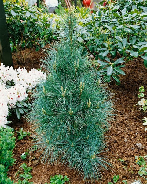 Pinus wallichiana 'Densa Hill', Himalaya-Kiefer, 100–125 cm