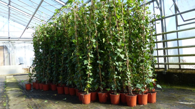 50 Stück Efeu Hedera helix 180 - 200 cm Pyramide Säule winterhart Kletterpflanze Hecke Sichtschutz blickdicht