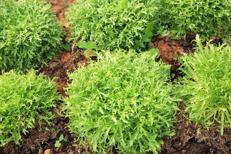 SAFLAX Garden to go - BIO - Ruccola - Eruca sativa - 3000 Samen - Mit Topf, Klima - Deckel und Anzuchtsubstrat
