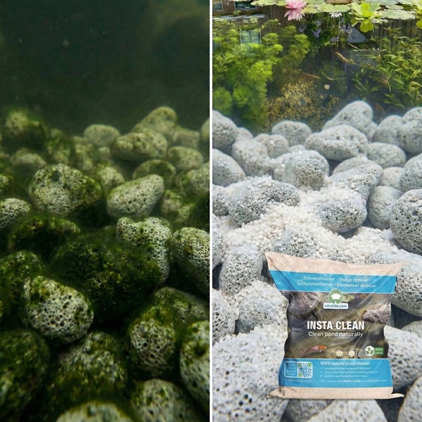 Teichreinigung mit Insta Clean Schlammentferner. Vorher-Nachher-Vergleich von veralgten Steinen zu sauberen Steinen und klarem Wasser.