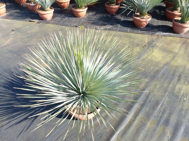 Yucca rostrata in einem Terrakottatopf mit schmalen, spitzen Blättern in strahlenförmiger Anordnung.