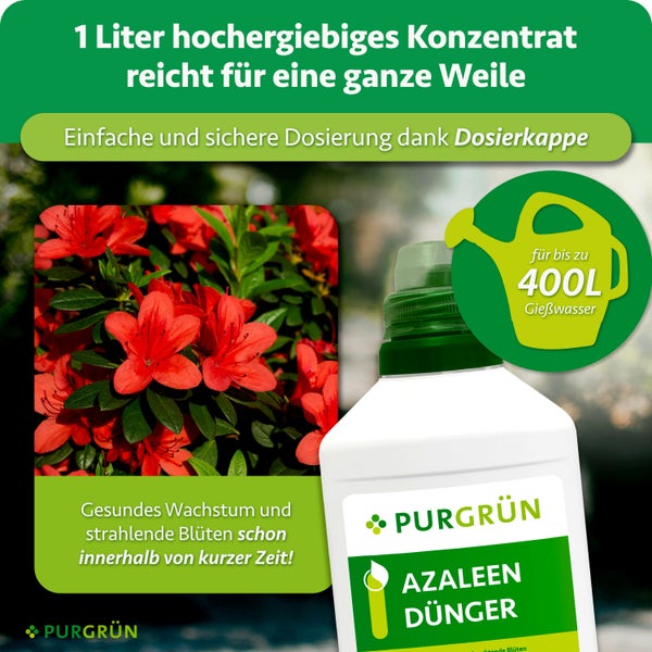 Eine Flasche Purgrün Azaleendünger Konzentrat mit Dosierkappe für bis zu 400 Liter Gießwasser, inklusive Produktinformationen und Azaleenbild.