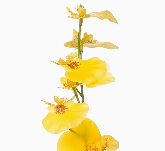 Gelbe Orchideenblüten mit rötlich-braunen Mustern im Zentrum.