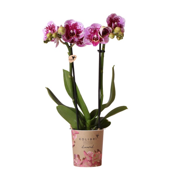 Kolibri Orchids Rosa lila Phalaenopsis Orchidee El Salvador Topfgröße 9cm blühende Zimmerpflanze frisch vom Züchter