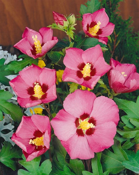 Hibiscus syriacus 'Pink Giant', Roseneibisch, rosa Blüten, 60–80 cm