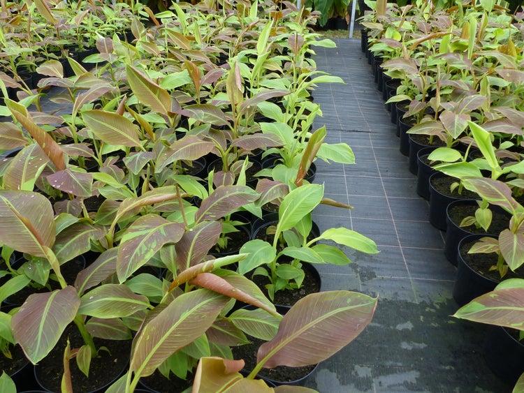 Bananenstaude Banane Musa-acuminata-Siam-Ruby, Banane 80 - 100 cm, Banane, Staude