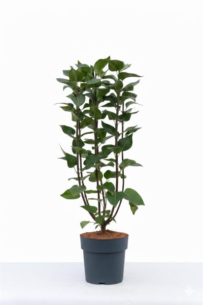 Syringa Flieder in einem Pflanztopf mit grünen Blättern.