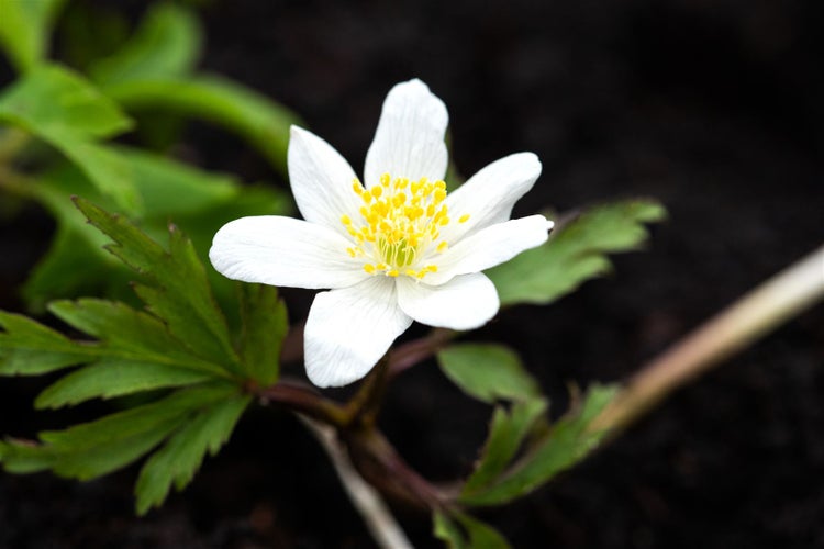 Anemone nemorosa, Buschwindröschen, weiß, ca. 9x9 cm Topf