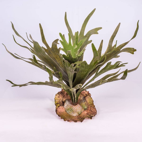 Geweihfarn Platycerium bifurcatum mit charakteristischen Wedeln in Geweihform und Basalschild.