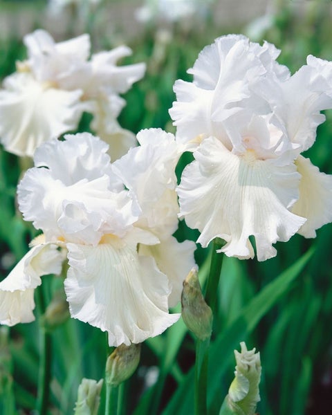 Iris x barb.-elat. 'Constance Wattez', pastellrosa, ca. 11x11 cm Topf