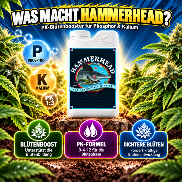 Hammerhead PK Blutenbooster Flasche zur Forderung von Phosphor und Kalium fur dichtere Bluten und eine optimale Blutenphase fur Pflanzen.