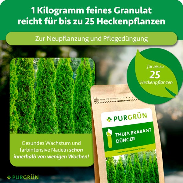 Purgrün Thuja Brabant Dünger, 1 Kilogramm feines Granulat für bis zu 25 Heckenpflanzen, zur Neupflanzung und Pflegedüngung. Purgrün Logo.