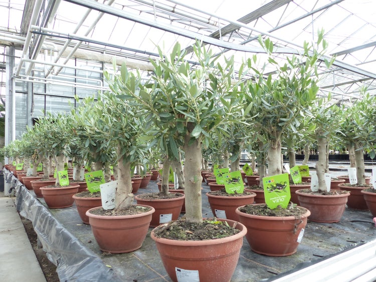 Olivenbaum Bonsai Formgehölz, Olive winterhart, Olea europaea 50 - 60 cm