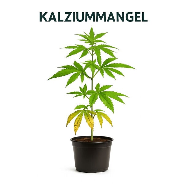 Eine Hanfpflanze in einem Topf, die Symptome eines Kalziummangels an den unteren Blättern aufweist.