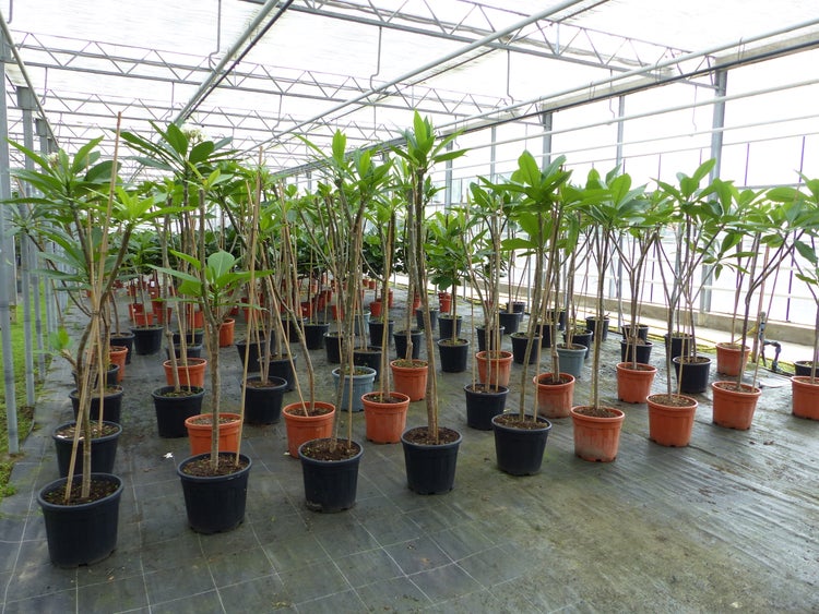 Reihen von jungen Plumeria Pflanzen in Kunststofftöpfen in einem Gewächshaus mit Metallkonstruktion und Glasdach.