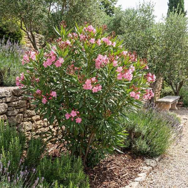 Blühender rosa Oleander in einem mediterranen Garten mit Lavendel, Natursteinmauer und Olivenbäumen, sonnige und strukturierte Atmosphäre.