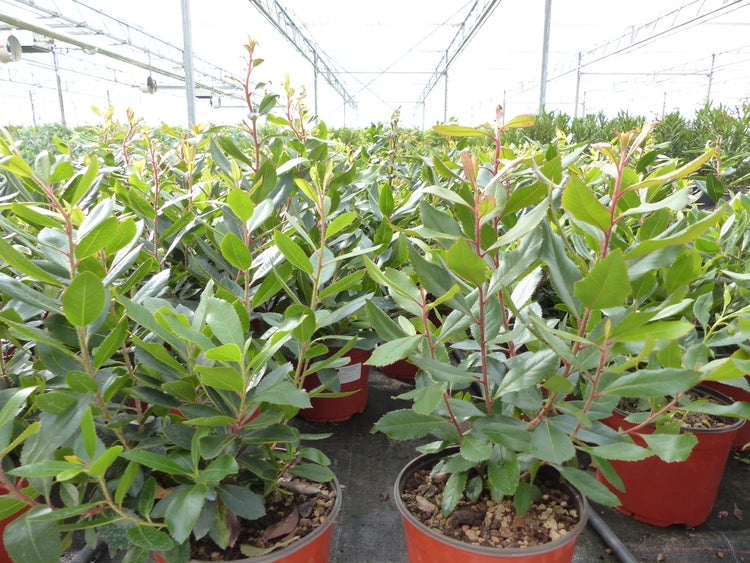 Photinia-Pflanzen in Toepfen in einem hellen Gewaechshaus, in Reihen auf dem Boden angeordnet.