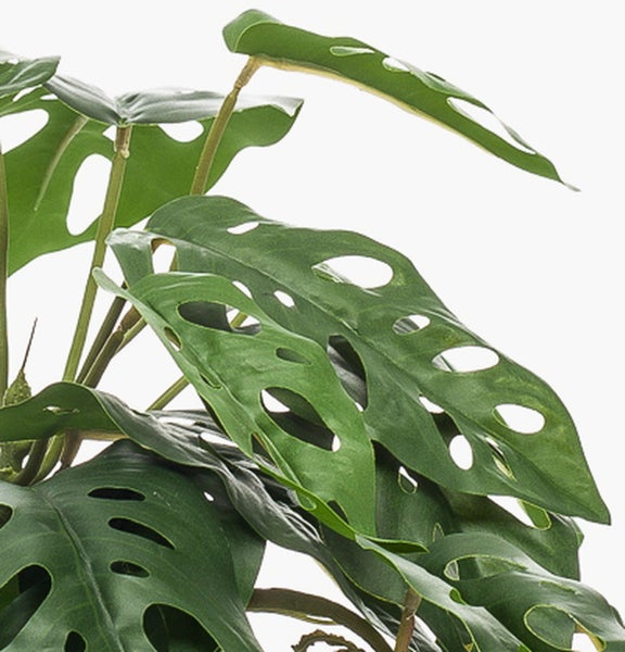 Monstera-Pflanze mit grünen, gelochten Blättern.