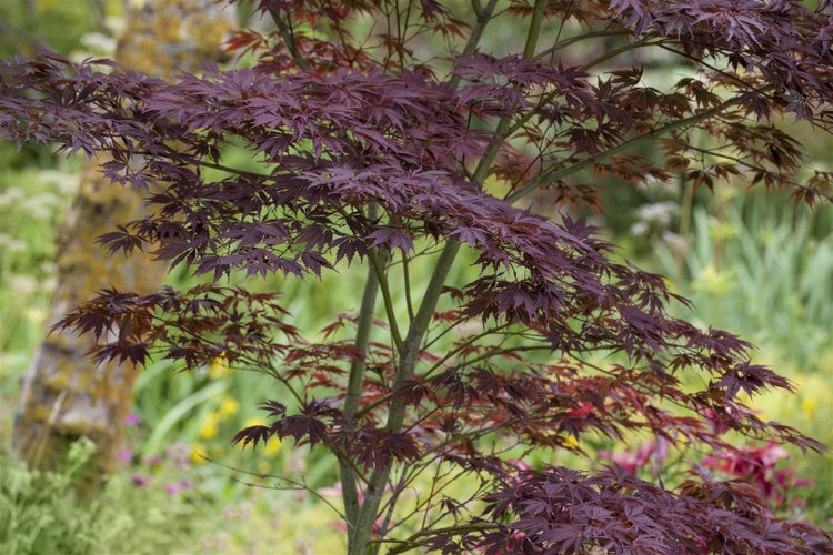 Japanischer Ahornbaum mit tiefroten Blättern im Garten.