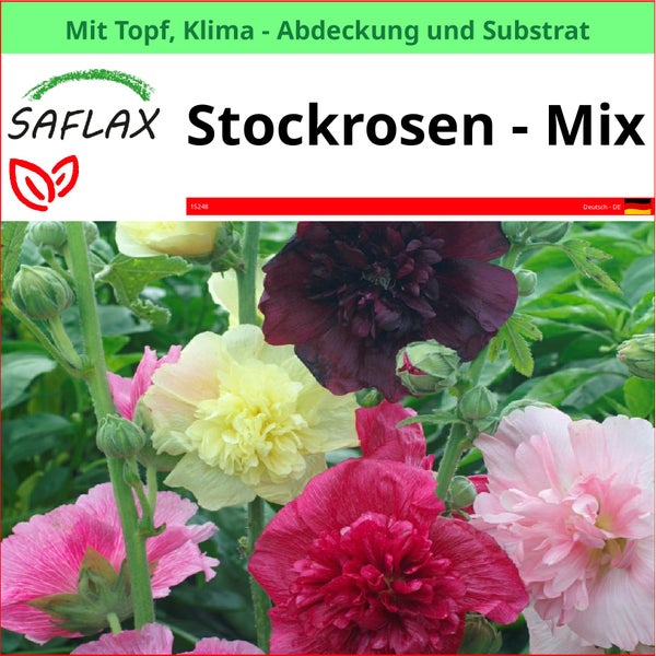 Saflax Stockrosen Mischung im Topf mit Klimaabdeckung und Substrat