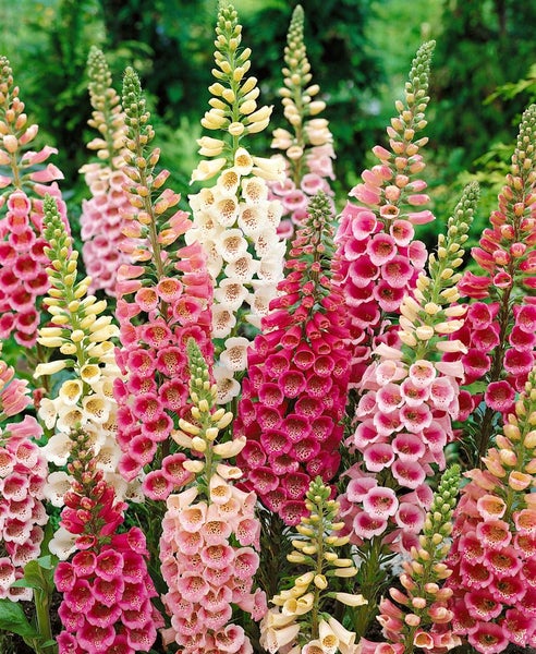 Digitalis purpurea 'Excelsior', Fingerhut, rosa, ca. 9x9 cm Topf