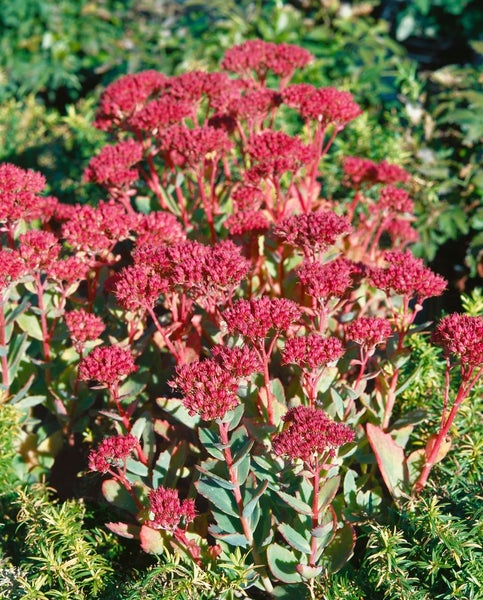 Sedum spectabile 'Carl', Fetthenne, rosa Blüten, ca. 9x9 cm Topf