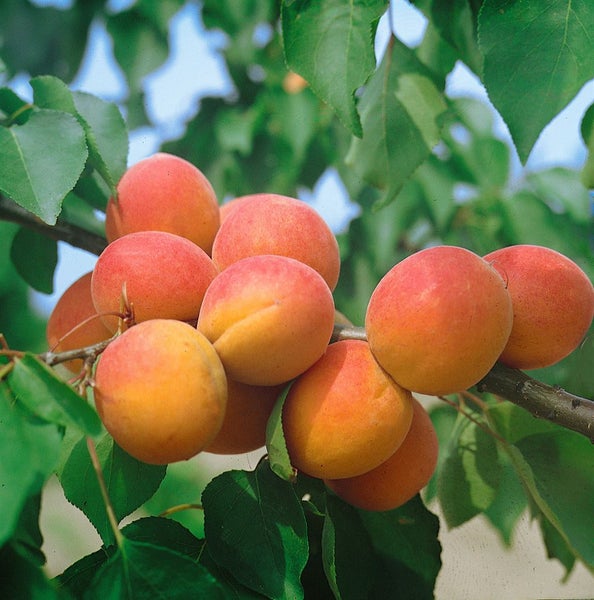 Prunus armeniaca 'Harcot', Aprikose, süß, 150–200 cm