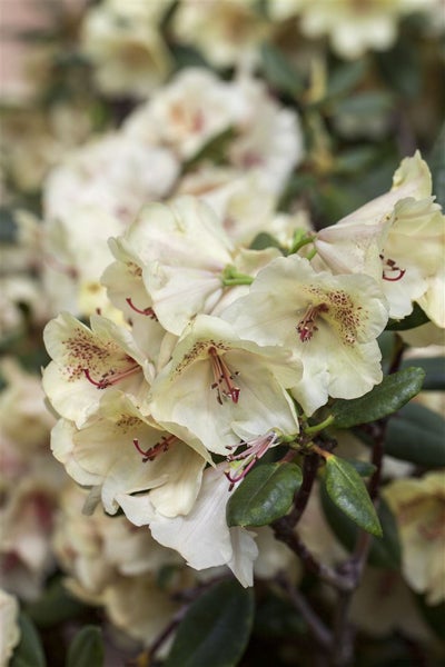 Rhododendron Hybr. 'Viscy', Rhododendron, 30–40 cm