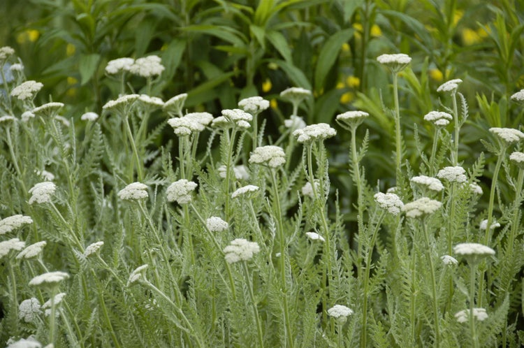 Achillea millefolium, Schafgarbe, ca. 9x9 cm Topf, robust