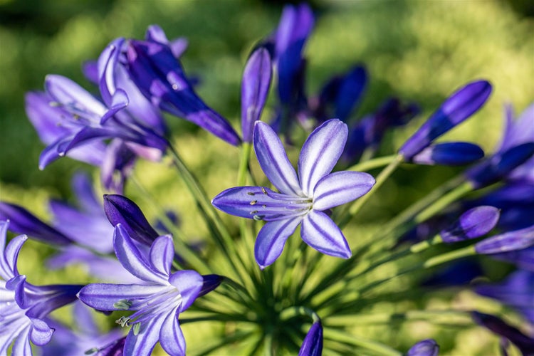 Agapanthus 'Northern Star', Schmucklilie, tiefblau, 2-3 Liter Container