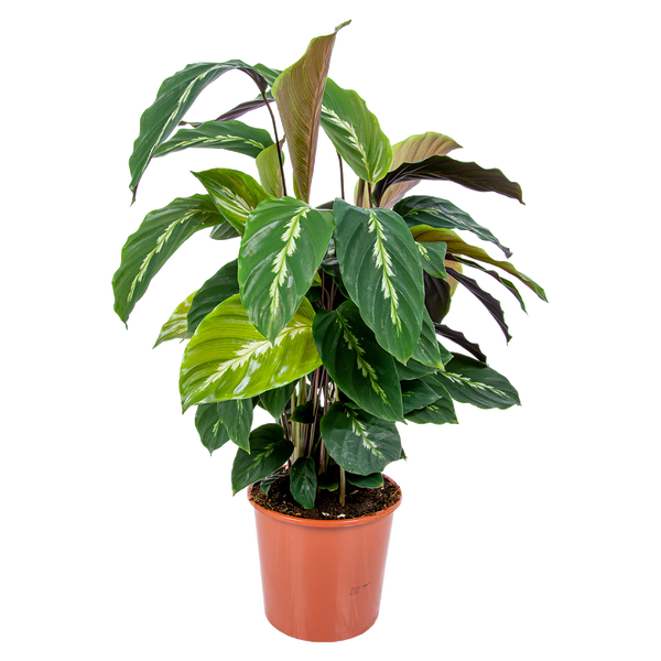 Bloomique - Calathea Medaillon - Pfauenpflanze - Zimmerpflanzen - Luftreinigend - Tierfreundlich - 60-70 cm Hoch - Topf 17 cm