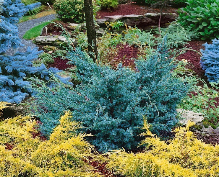 Gartenlandschaft mit Wacholder und anderen Zierpflanzen