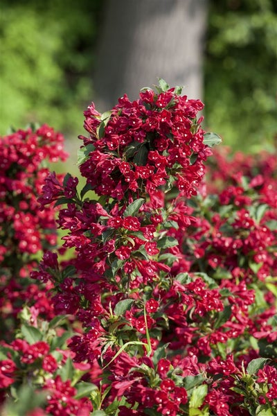 Weigela 'Eva Rathke', Weigelie, karminrot, 40–60 cm