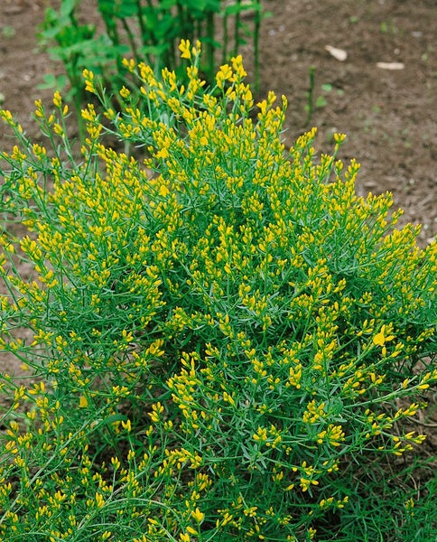 Genista anglica, Englischer Ginster, gelb, 2 Liter Container