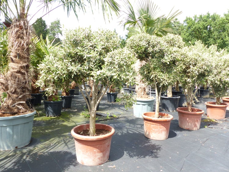 Olivenbaum 140 - 180 cm mit vielen Oliven winterhart Olea Europaea Bonsai