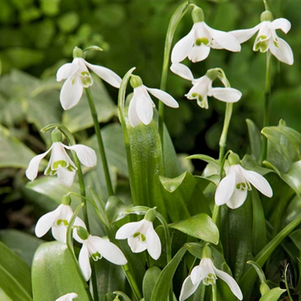 Bloomique – Mischung aus 25 – Galanthus Woronowii – Schneeglöckchen – Weiß – Blumenzwiebeln – Frühlingsblüte – Mehrjährige Pflanzen – Wird 10–15 cm groß