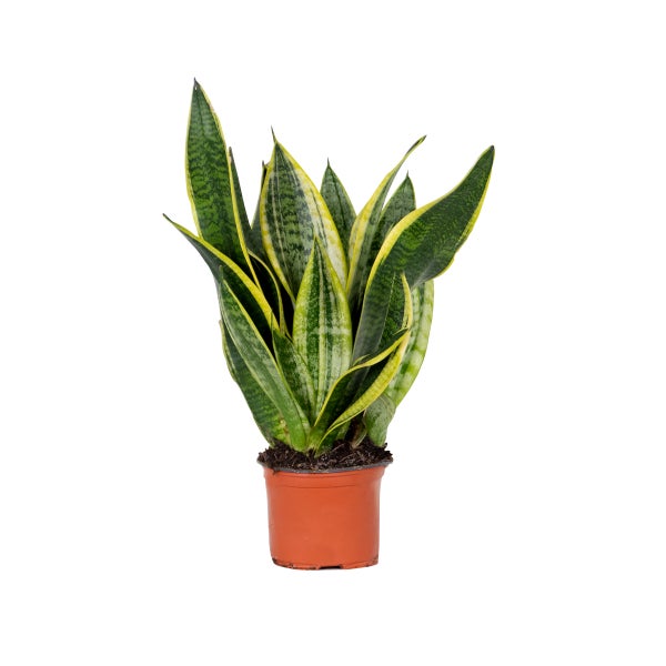 Sansevieria 'Laurentii' – Sansevieria – Sukkulente – Pflegeleicht – ⌀12cm – ↕25-35cm