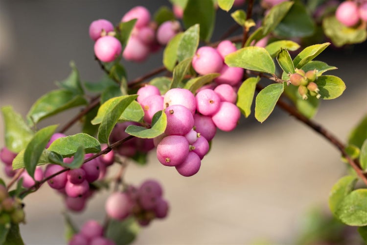 Symphoricarpos doorenbosii 'Amethyst', Purpurbeere, 40–60 cm
