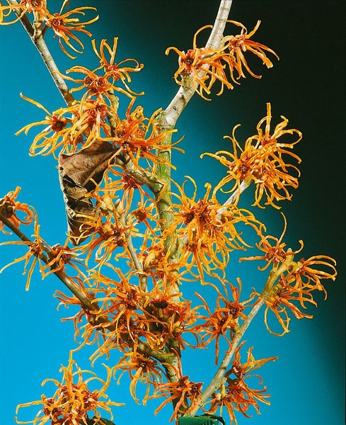 Hamamelis intermedia 'Jelena', Zaubernuss, kupferorange, 40–60 cm