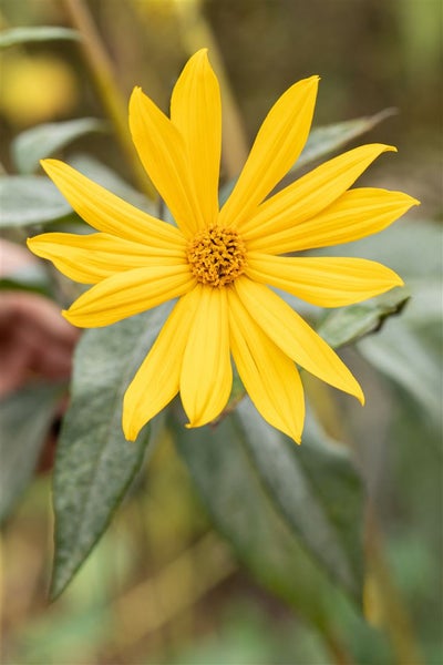 Helianthus tuberosus, Topinambur, gelb, ca. 11x11 cm Topf