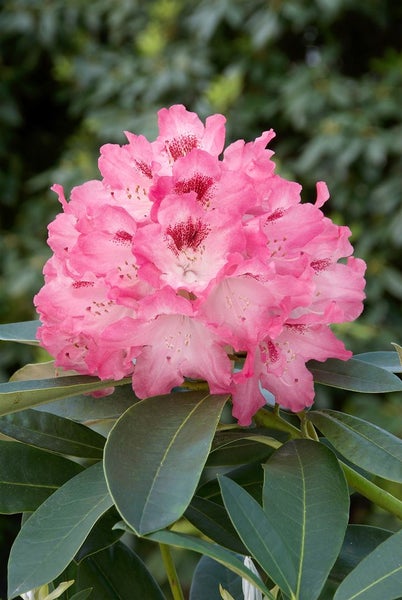 Rhododendron yakushimanum 'Sneezy', rosa Blüten, 30–40 cm