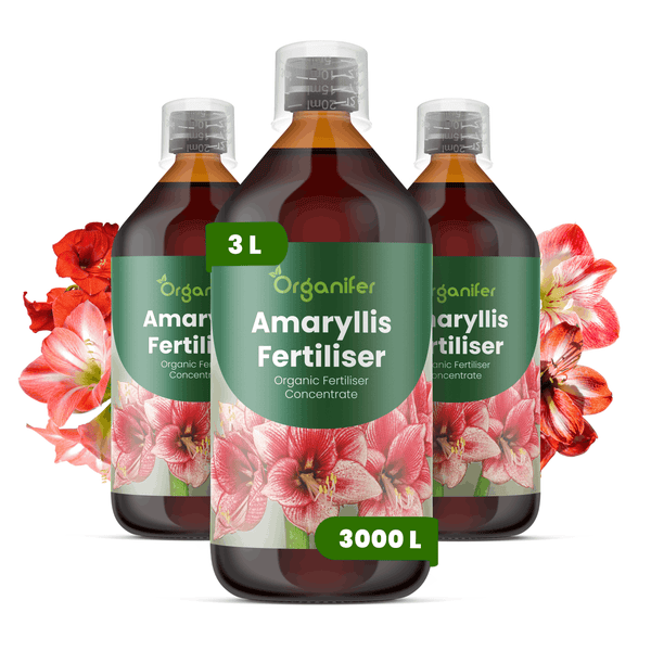 Drei Flaschen Organifer Amaryllis Dünger, organisches Düngerkonzentrat, 3 Liter Inhalt für bis zu 3000 Liter Gießwasser.