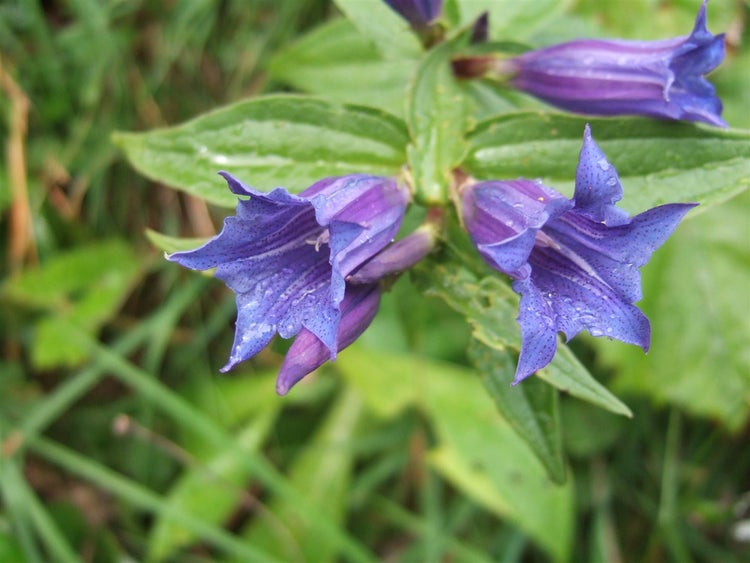 Gentiana asclepiadea, Schwalbenwurz-Enzian, blau, ca. 9x9 cm Topf