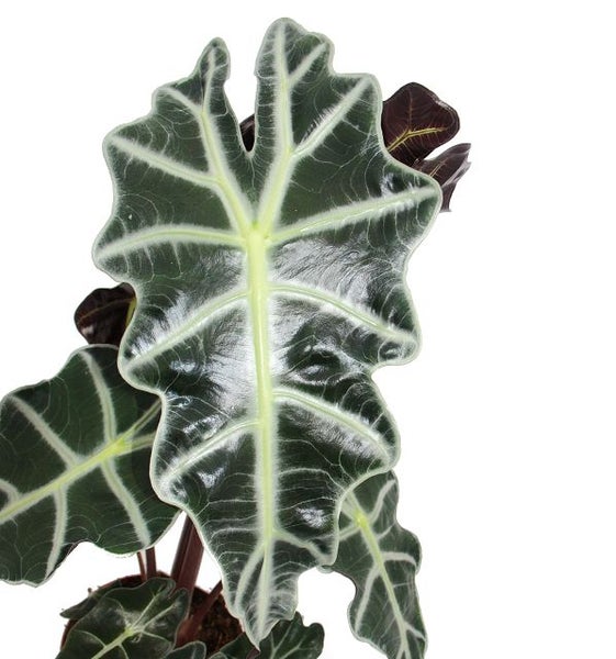 Pfeilblatt - Alocasia sanderiana - Tropenwurz - Alokasie